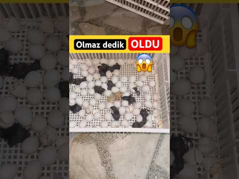 Çıkmaz” Dedik Ama Çıktı! 🐣