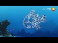 Gdzie Jest Nemo Zapowiedź Polsat