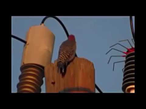 Struja "zapalila" pticu