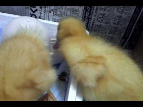 かわいいアヒルの子.wmv