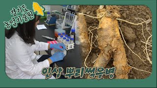 [생생정보農 10편] 너 딱 걸렸어! 병든 인삼을 구하라!
