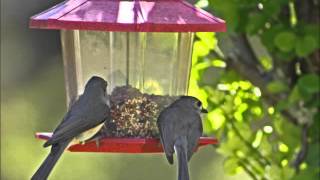 Tift Merritt - &quot;Another Country&quot;