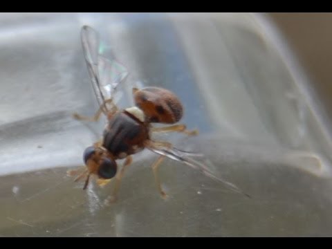 Striscia piccolo molto Come trattare lyambliya allatto di risposte di adulti