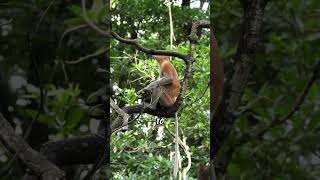 Download lagu Borneo's rainforest #borneo #malaysia #travel #explore mp3 Download lagu Borneo's rainforest #borneo #malaysia #travel #explore mp3
