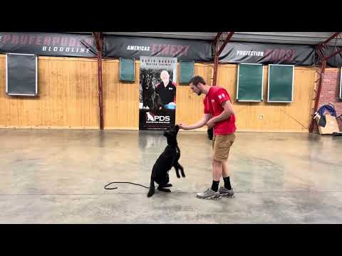 Showing Off Her Growing Skills In Obedience "Beth" 5 Months Old 