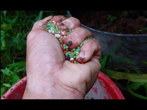 Chăm sóc mai vàng /cách bón phân lần cuối trước khi tạo nụ cho cây mai