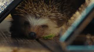 Samsung Galaxy Tab S9 Ultra SM-X910NZAEEUE