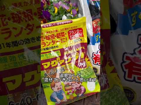 シクラメン 多年草 屋外 産業用 民族植物