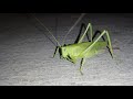 Cricket Animal