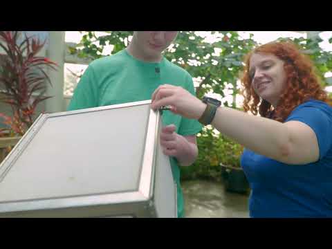 ERLANGER SERIES No  17    BACKSTAGE WITH METAMORPHING BUTTERFLIES 4K