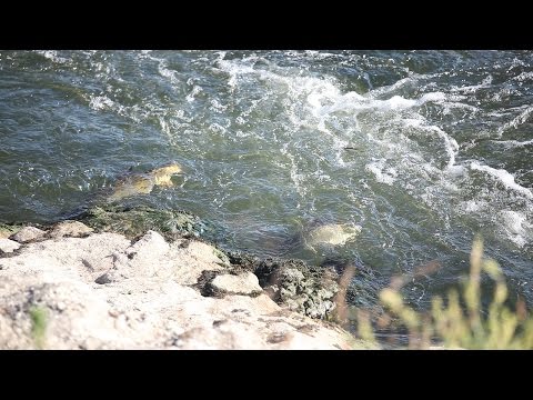 Barbel fly fishing - real hunting footage! Ribolov mrene na Savi...