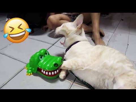 Essayer de ne pas rire 🤣 meilleurs chiens et chats drôles partie 29