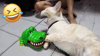 Essayer de ne pas rire 🤣 meilleurs chiens et chats drôles partie 29