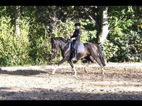 Turnier- Serie mit Sophie Marolle / Trailer (www-pferde-magazin.info)