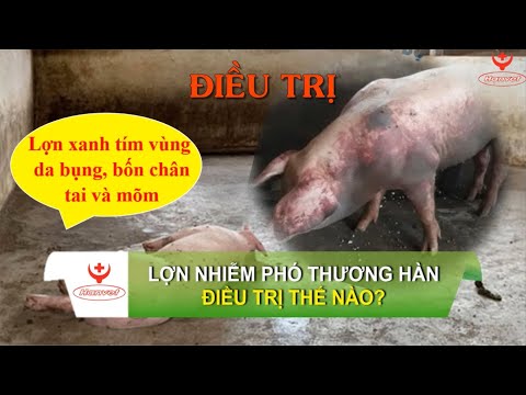 , title : 'HanvetTV ⚡ Làm sao biết lợn bị phó thương hàn 🐖'