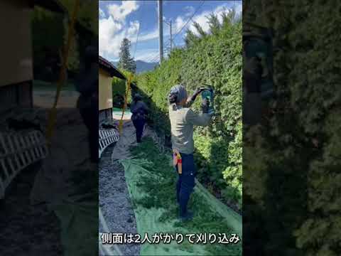 haie-jardin-thuya-canada haie de jardin