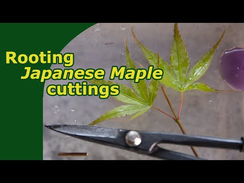 Rooting Japanese Maple cuttings!