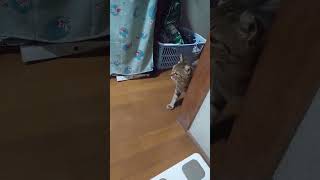 まだ家の外に出たくないらしいので、野良猫さんは部屋に戻ります。 #猫 #shorts