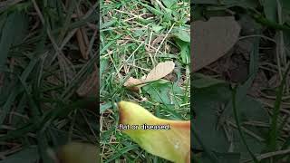 Download lagu How to Grow a Maple Tree From Seed | #shorts mp3