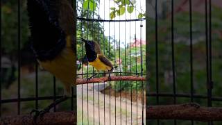 Download lagu SUARA BURUNG SOGON CUIT CUIT #shorts mp3