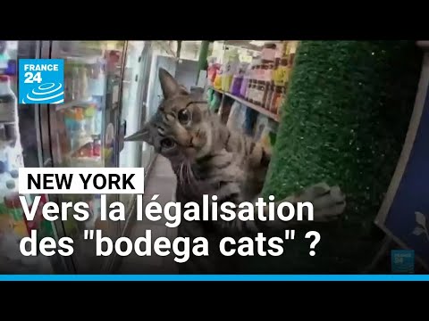 États-Unis : New York veut légaliser ses 'bodega cats'