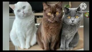 Download lagu lalala okokok 30 minute loop np! mp3