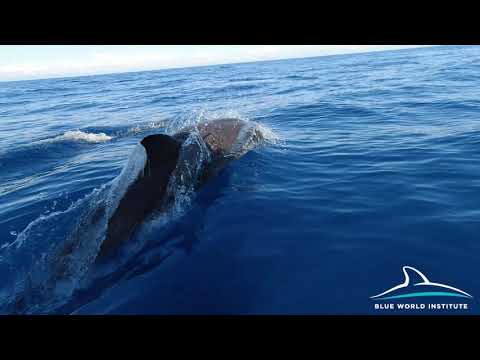 Striped dolphins of south Adriatic / Prugasti dupini južnog Jadrana