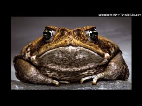 Creator Fire - Datya Radonha[Zimdancehall]Prod By Cymplex(Solid Records)March 2018