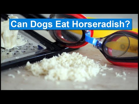 download lagu mp3 mp4 Is Horseradish Ok For Dogs, download lagu Is Horseradish Ok For Dogs gratis, unduh video klip Is Horseradish Ok For Dogs