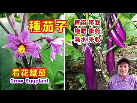 [Growing eggplant 2022] How to seedlings, transplant, fertilize, prune\\Mars Hydro