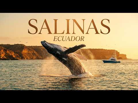 50 Foot Whale with baby vs Small Yacht | SUMMER CHILLOUT Wonders of Ecuador🚁 4K Drone
