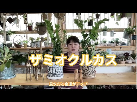 ザミオクルカス、幸運の羽根 植物