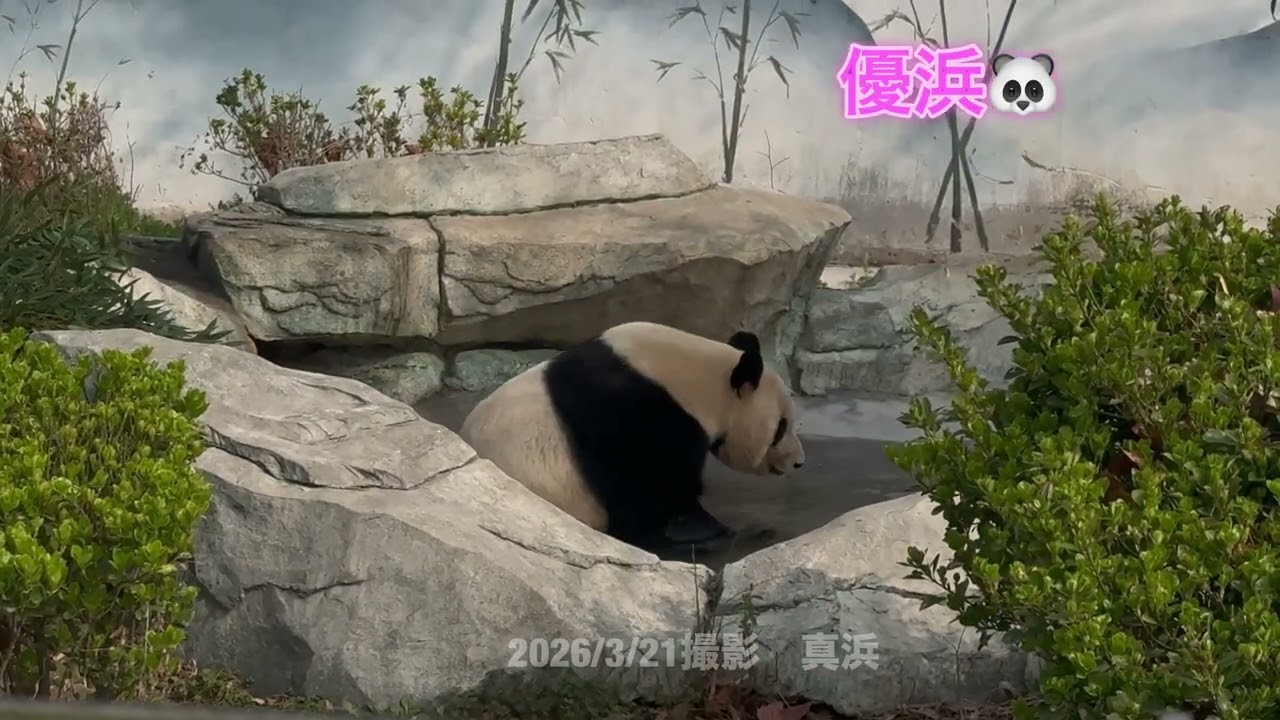 春ですね〜優浜ちゃん🐼💕2026/03/21