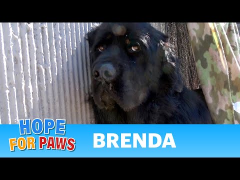 Dog left behind by a homeless person by the freeway - she didn't move! 😢 #rescue