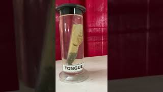 Download lagu 😍Real human organs in lab😍 #bodyorgans #liver #doctors #pharmacy #eye#humanorgans mp3 Download lagu 😍Real human organs in lab😍 #bodyorgans #liver #doctors #pharmacy #eye#humanorgans mp3