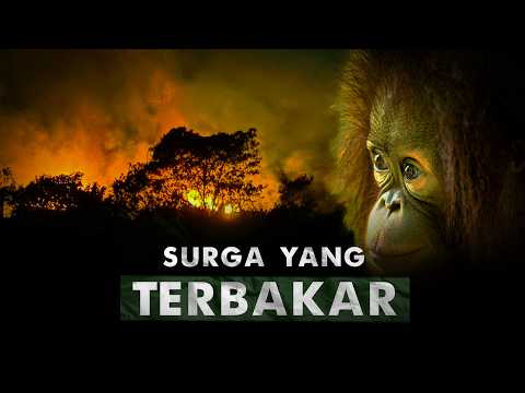 Memangnya, Kenapa Harus Peduli Kalimantan? | Surga yang Terbakar