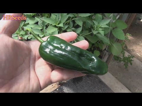 download lagu mp3 mp4 Ancho Pepper Scoville, download lagu Ancho Pepper Scoville gratis, unduh video klip Ancho Pepper Scoville