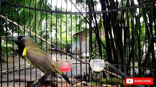 Download lagu CUKUP 1 MENIT !! SOGON MANAPUN BAKALAN IKUT BUNYI DAN LANGSUNG EMOSI mp3