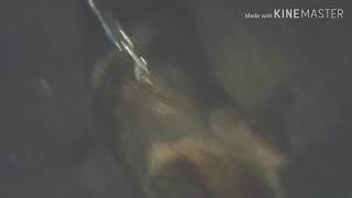 【週間投稿】らんまる日記