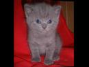 Video thumbnail for Adieu minette