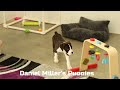 Boxer dogs for sale: Grover - Video 1
