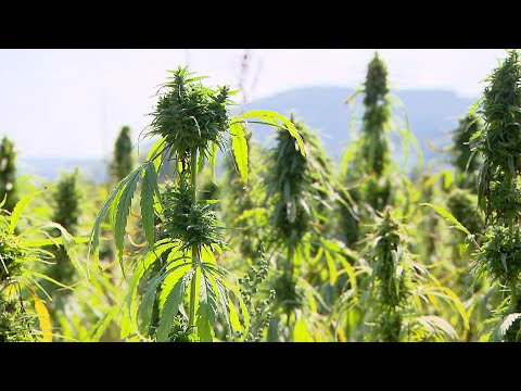 Was Hanf alles kann - Die Qualitäten der uralten Kulturpflanze | SWR | Landesschau Rheinland-Pfalz