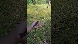 Download lagu RELEASING TAMED EMPRIT BIRDS OUT OF THE WILD | EMPRIT BIRDS TREATED FROM FOOD #emprit #birdhobby ... mp3