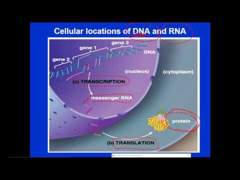 Molecular Biology - dr. Jehad  --  Introduction