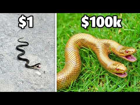 $1 vs. $100,000 Snake!