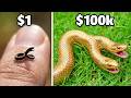 $1 vs. $100,000 Pet Snake! DEFAULT Thumbnail