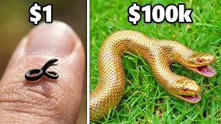 $1 vs. $100,000 Pet Snake! MQDEFAULT Thumbnail
