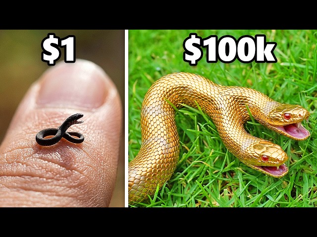 $1 vs. $100,000 Pet Snake! SDDEFAULT Thumbnail