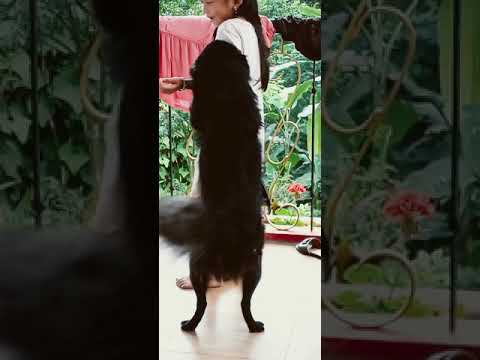 my#dog#simfy#daily vlog#(##ronaksubbavlog##🤩🤩