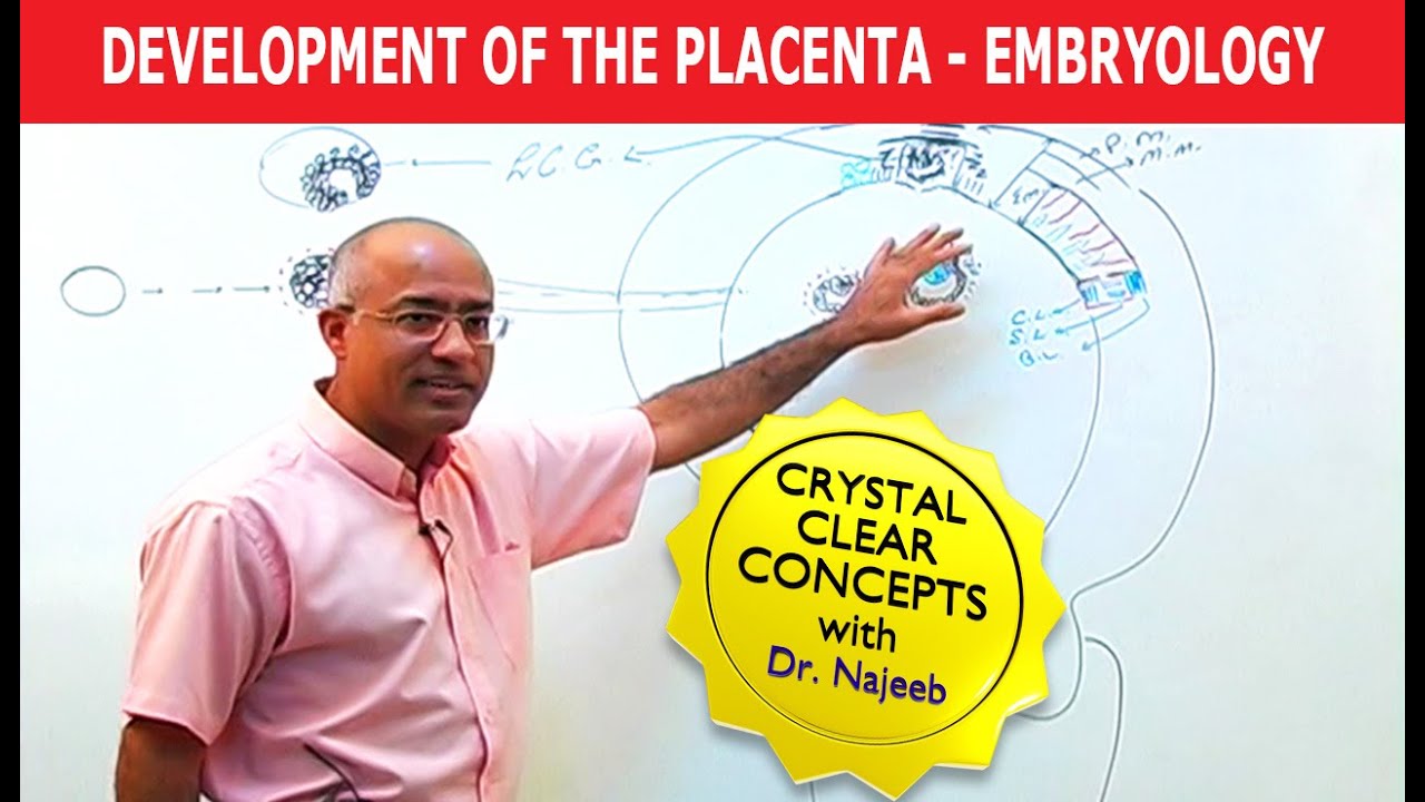 Development Of the Placenta | Embryology🩺